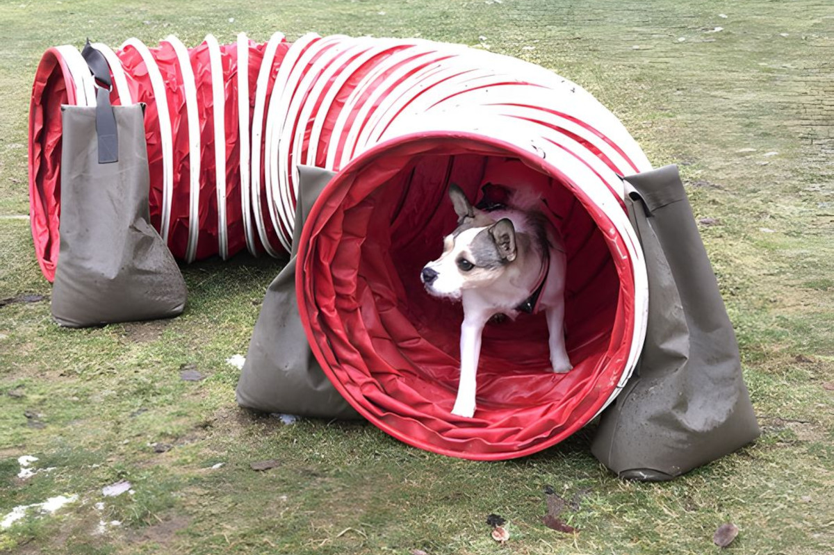 agility-foto-gallery-1