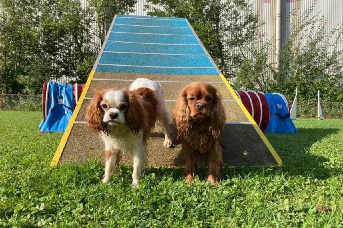 agility-foto-gallery-2