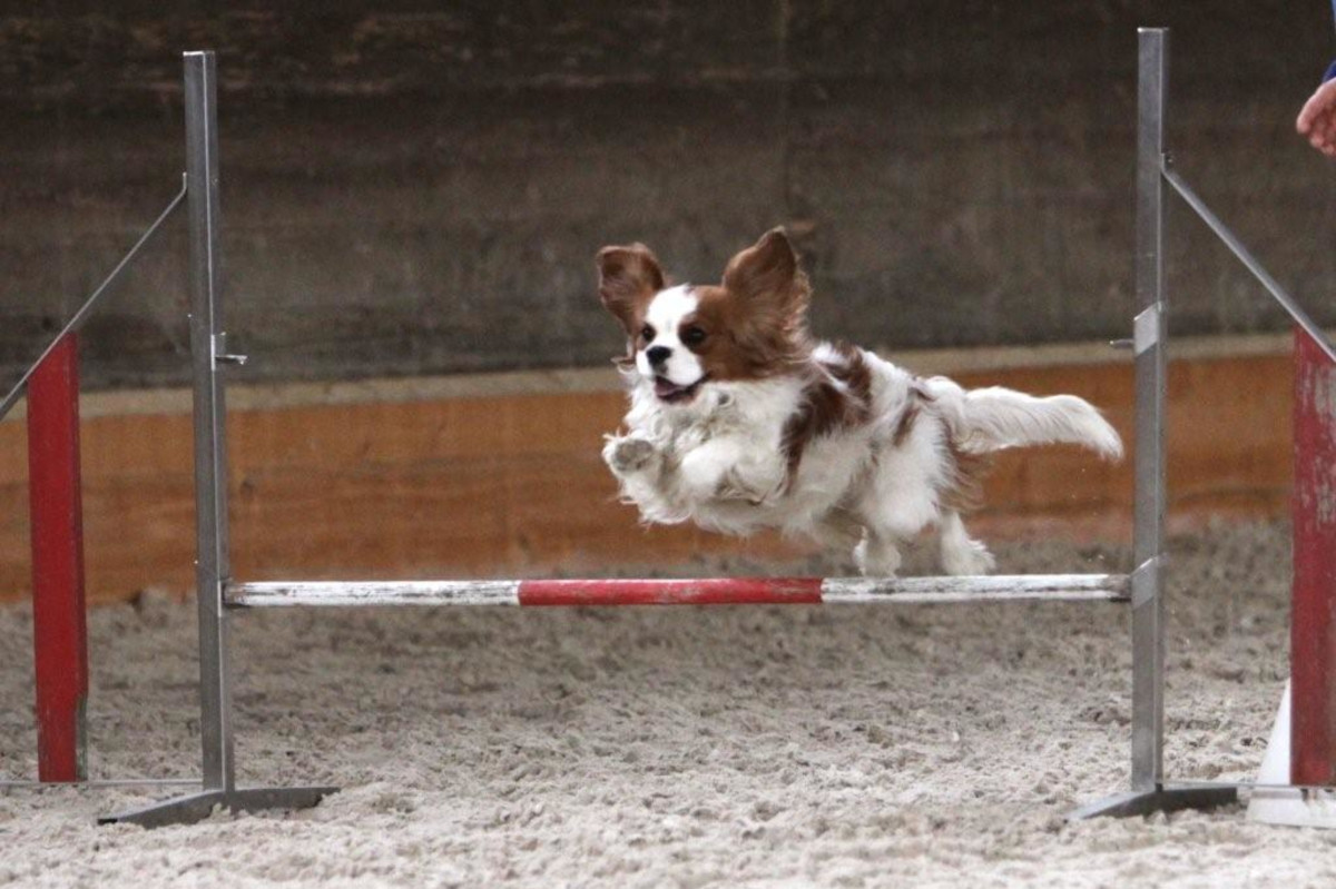 agility-foto-gallery-4