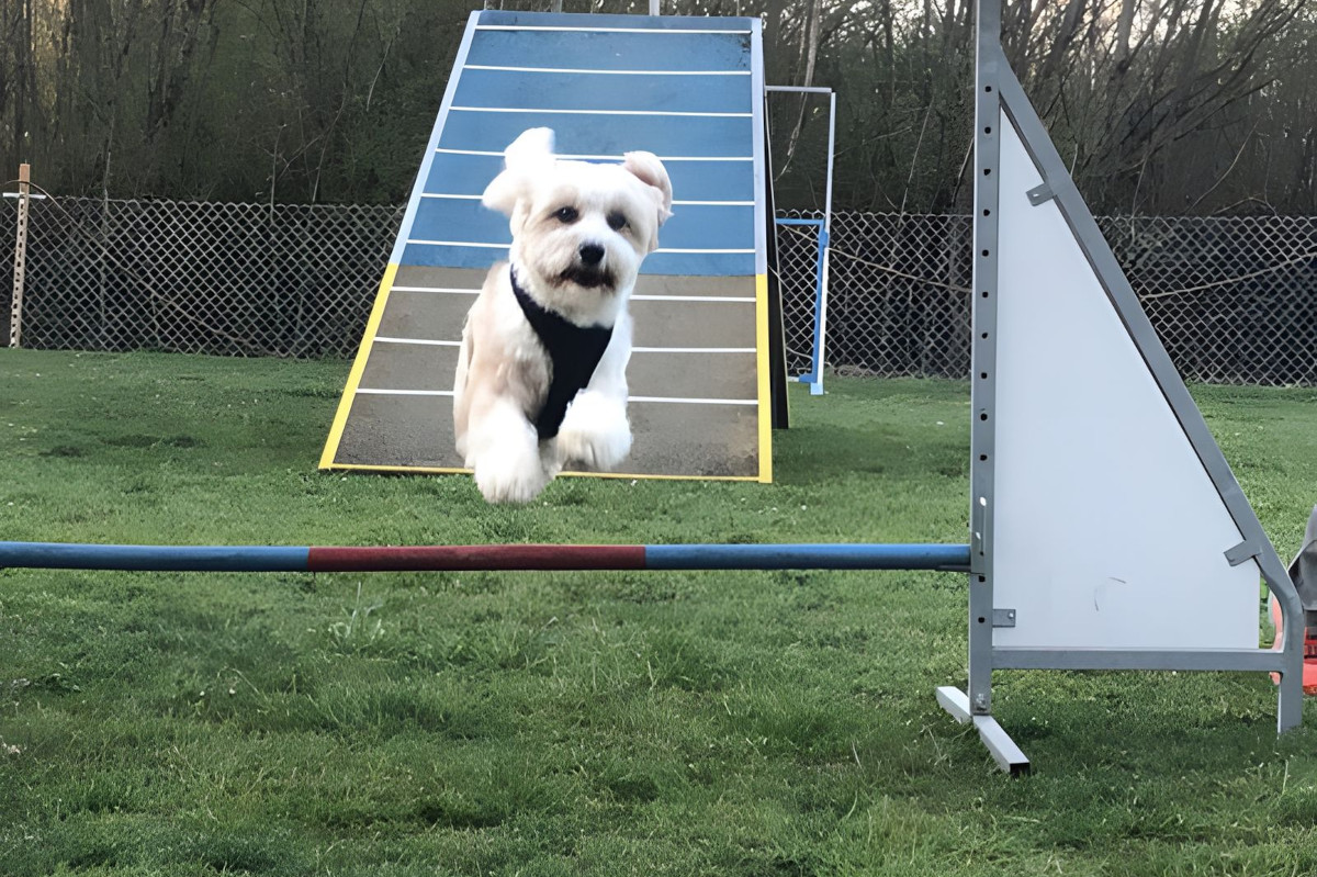agility-foto-gallery-5