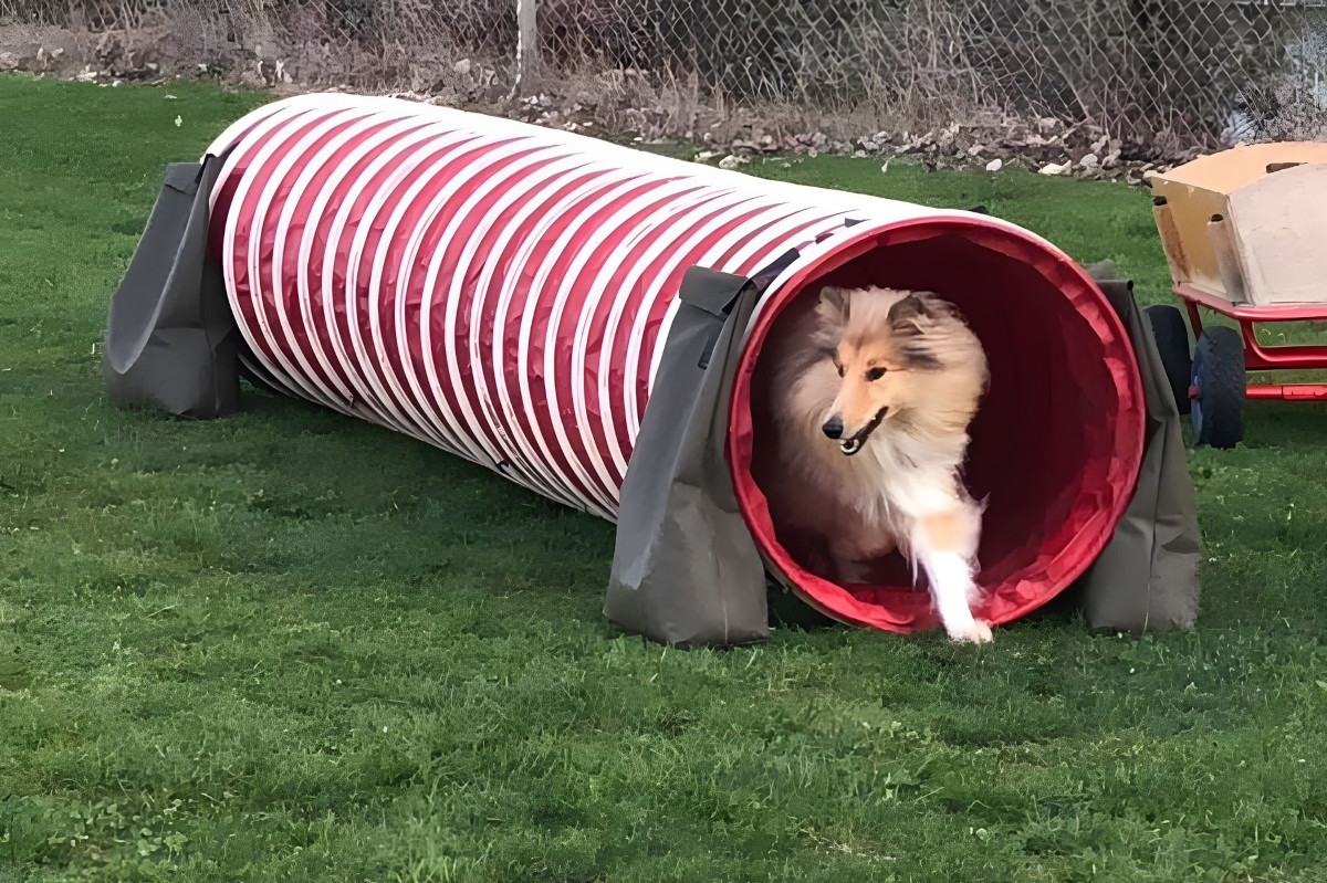 agility-foto-gallery-6