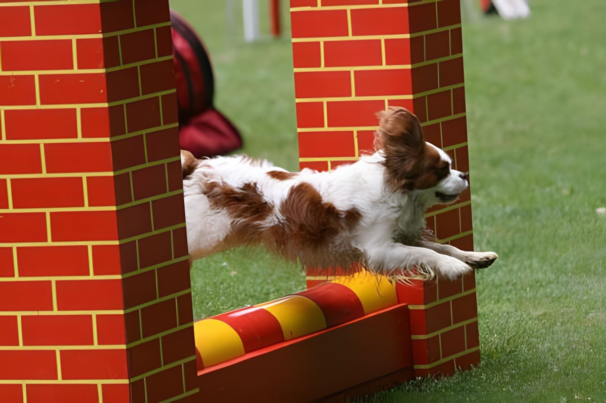 agility-foto-gallery-7