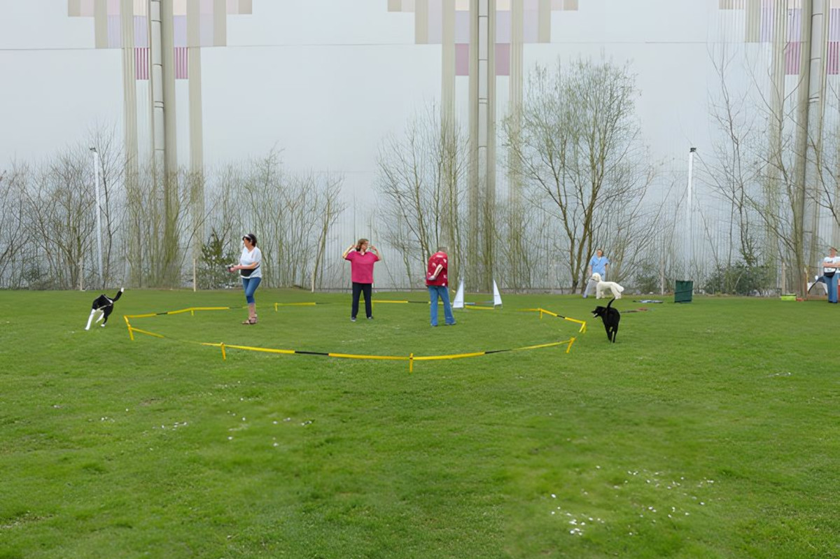 longieren-foto-gallery-1