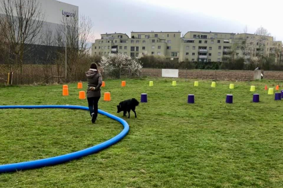 longieren-foto-gallery-2