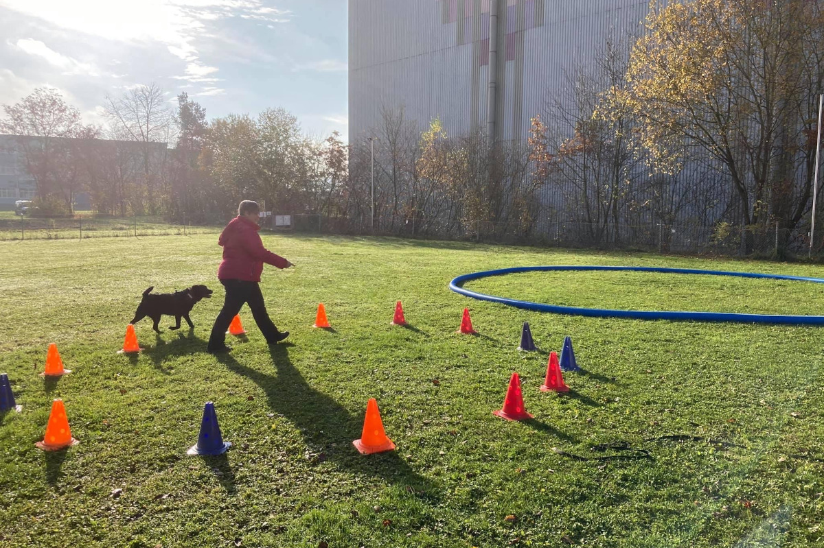 longieren-foto-gallery-4