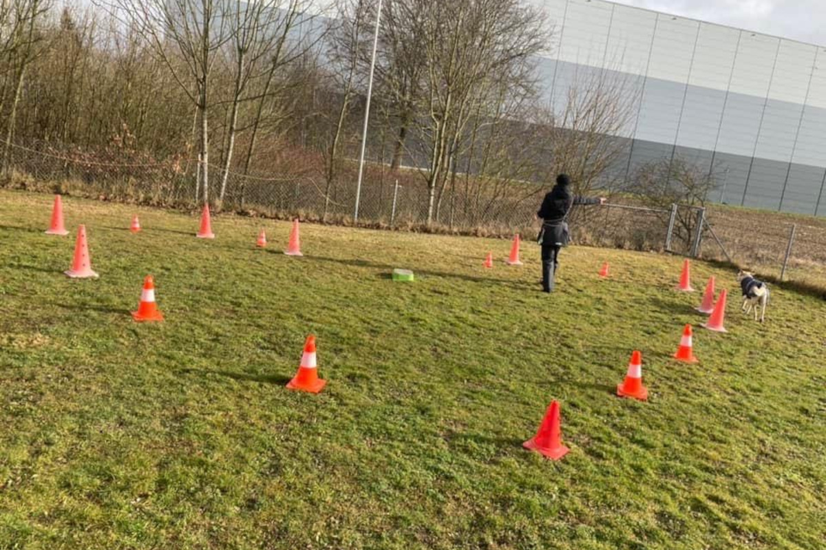 longieren-foto-gallery-5