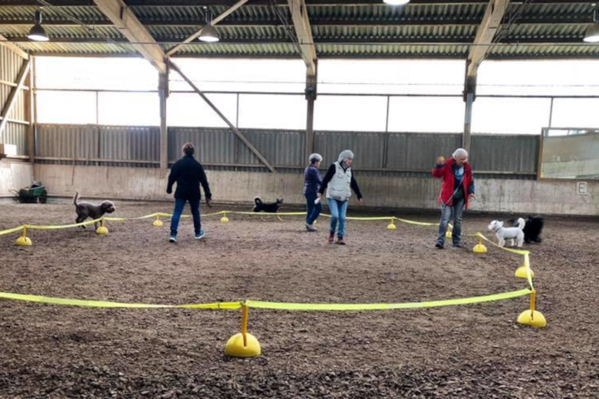 longieren-foto-gallery-6