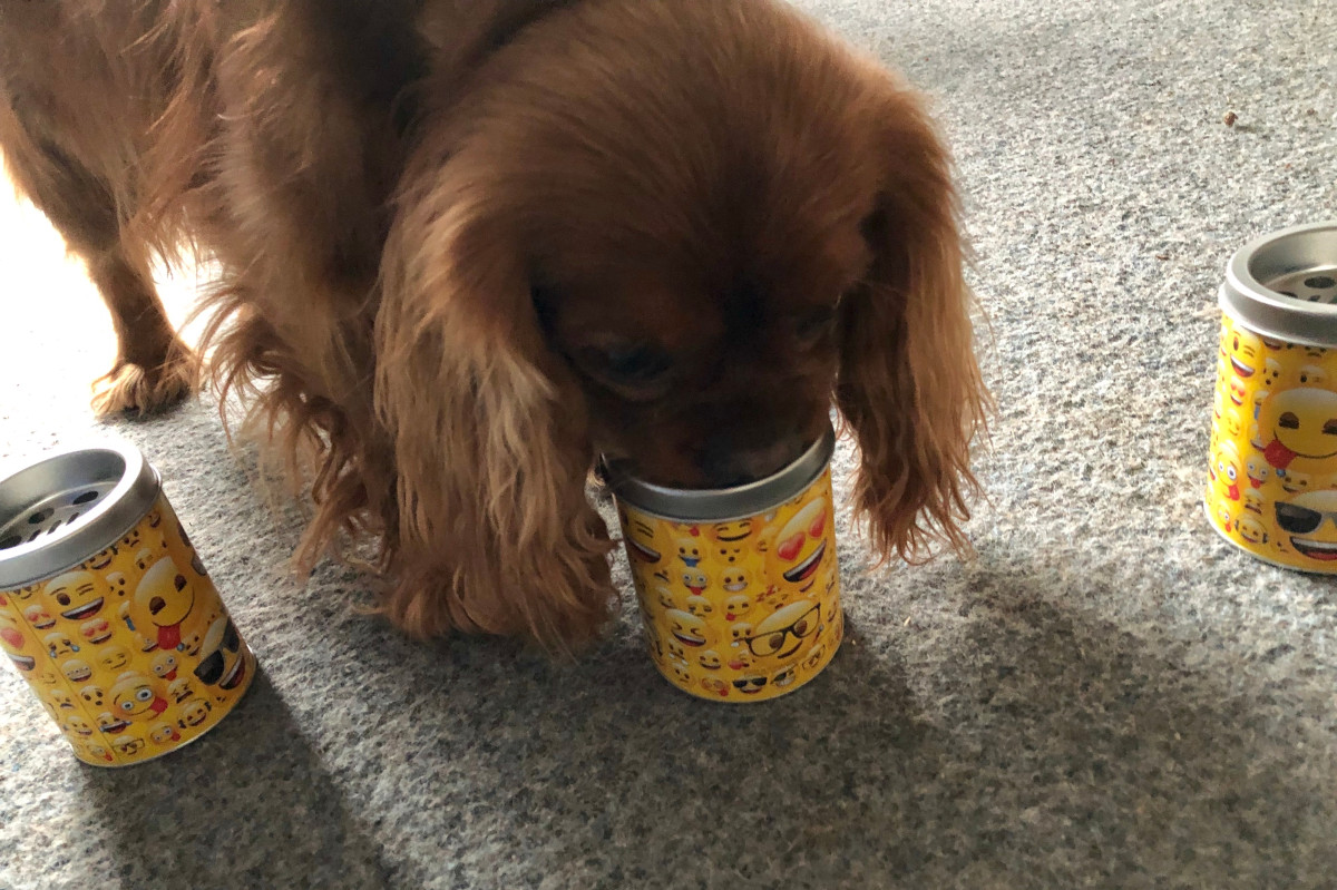 nase-im-einsatz-foto-gallery-1