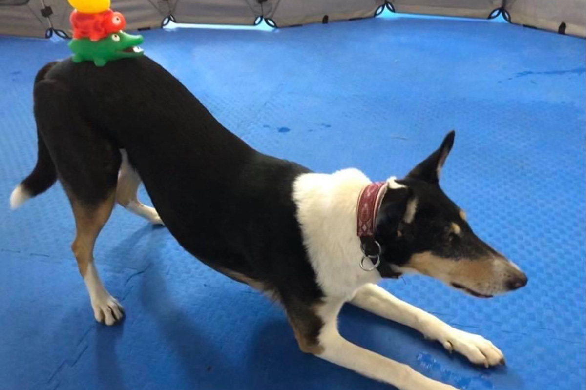 tricktraining-foto-gallery-screenshot-1200px-3